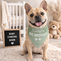Promoted to Big Brother Clip-On Pet Bandana — Announcement Bandana for Dogs & Cats